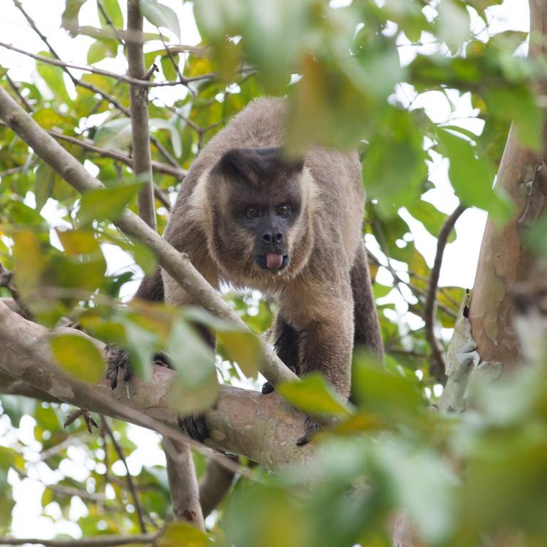 Pousada Araras Pantanal Eco Lodge Carvoalzinho Zewnętrze zdjęcie