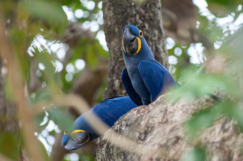 Pousada Araras Pantanal Eco Lodge Carvoalzinho Zewnętrze zdjęcie
