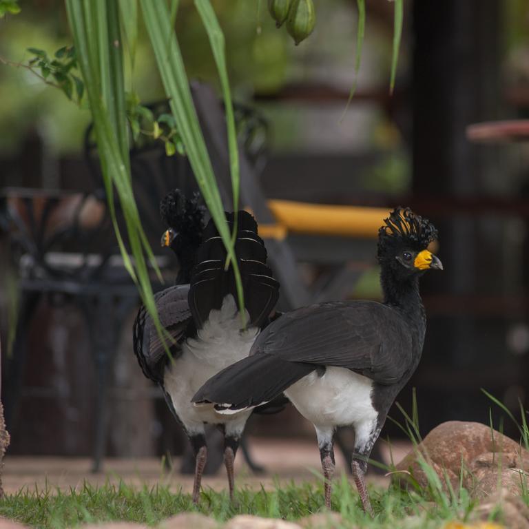 Pousada Araras Pantanal Eco Lodge Carvoalzinho Zewnętrze zdjęcie