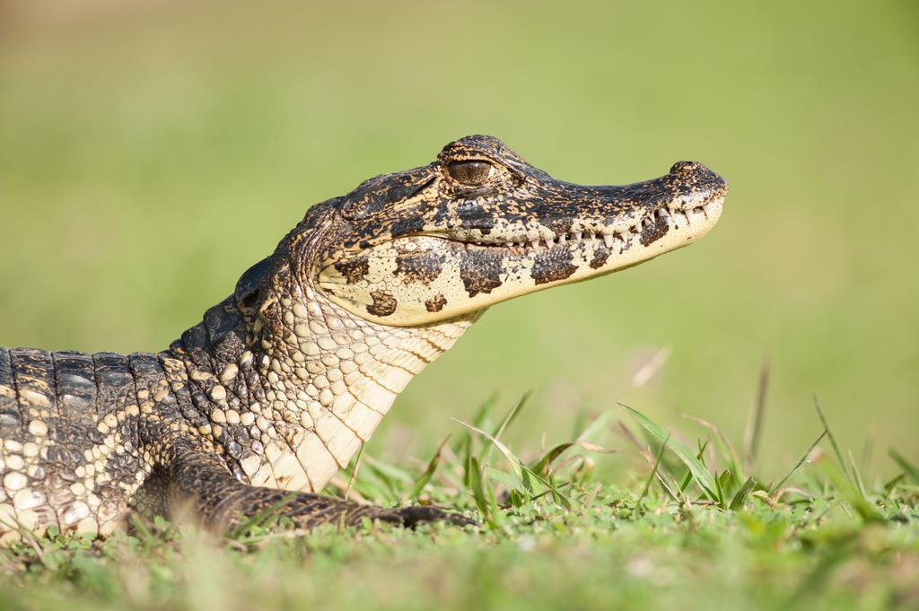 Pousada Araras Pantanal Eco Lodge Carvoalzinho Zewnętrze zdjęcie