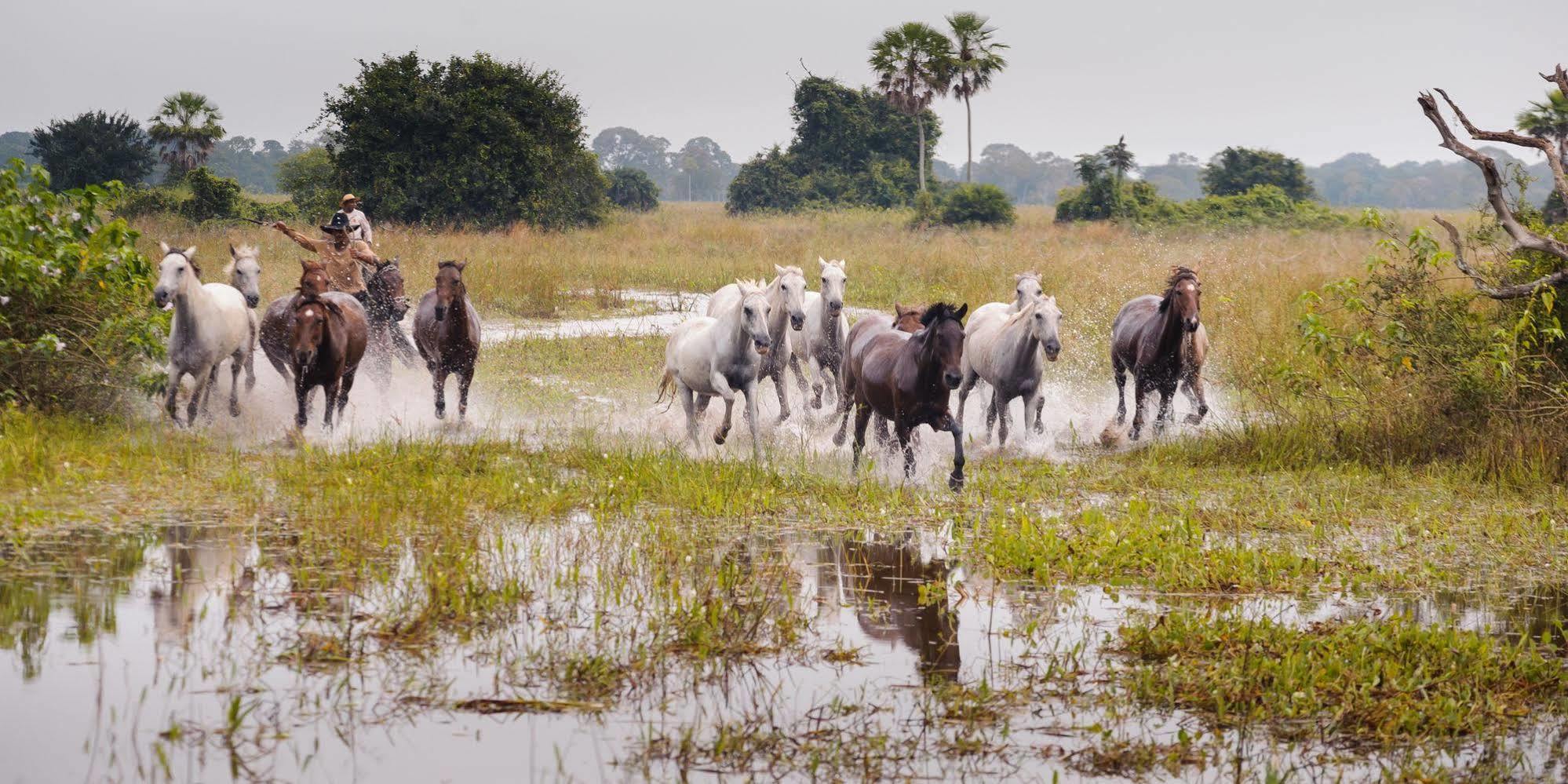 Pousada Araras Pantanal Eco Lodge Carvoalzinho Zewnętrze zdjęcie